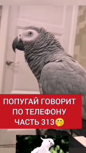 ПОПУГАЙ ГОВОРИТ ПО ТЕЛЕФОНУ 🙃 СМЕХ ДО СЛЁЗ 109 СЕРИЯ 🤣