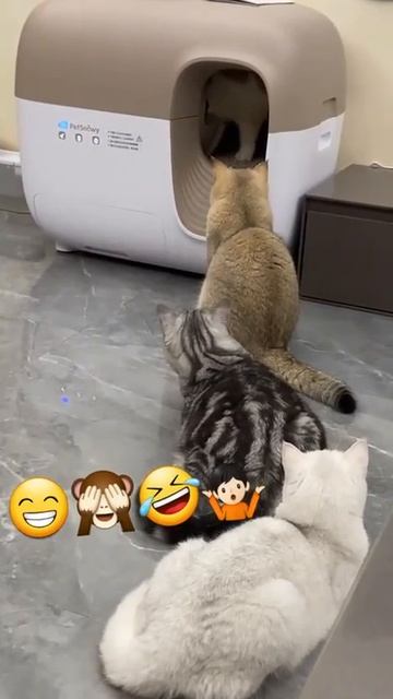 Очередь в туалет😂