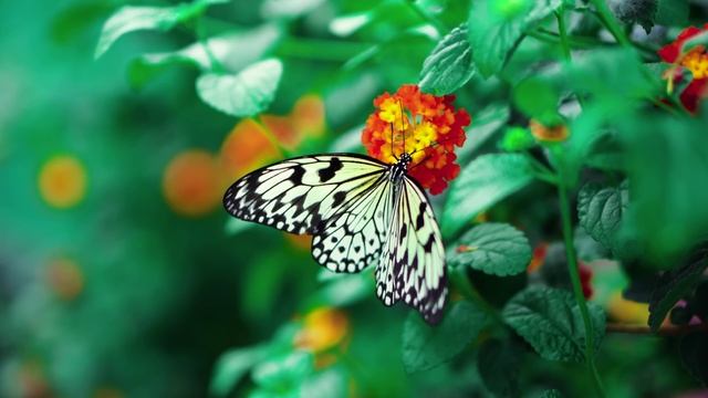 🌸🦋 Прекрасный сад для отдыха — Бабочки, птицы и цветы