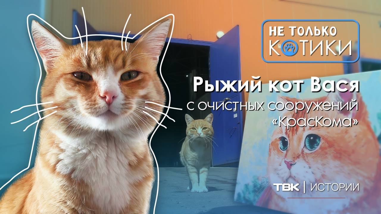 Как рыжий котик Вася живет на очистных «КрасКома?» / «Не только котики»