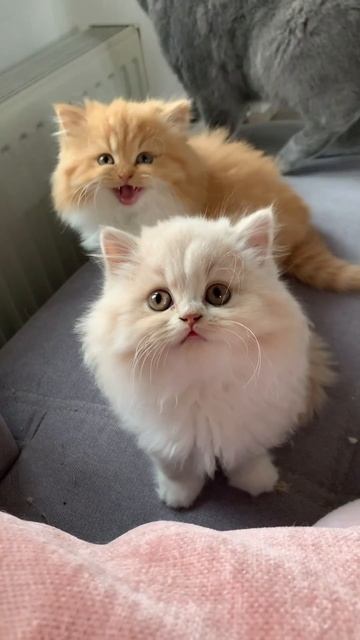 Наш TG Https://t.me/liveofcats