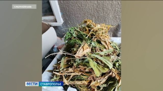Ставрополец выращивал коноплю у себя во дворе