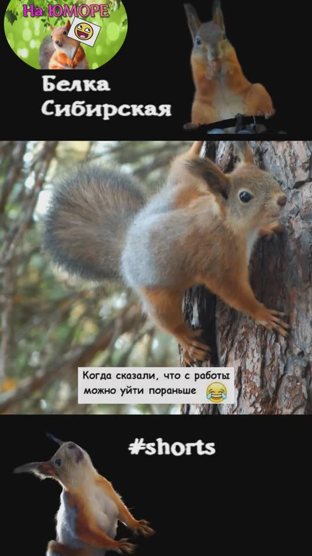 Молодая белка убегает