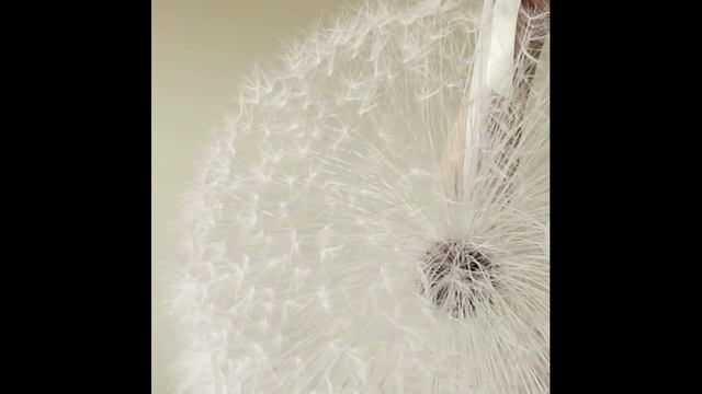 Одуванчик 50 см. Шёлк.