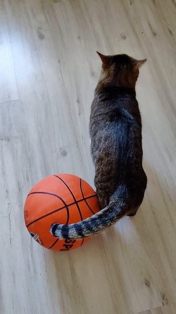 Баскетбол по-кошачьи🏀😄