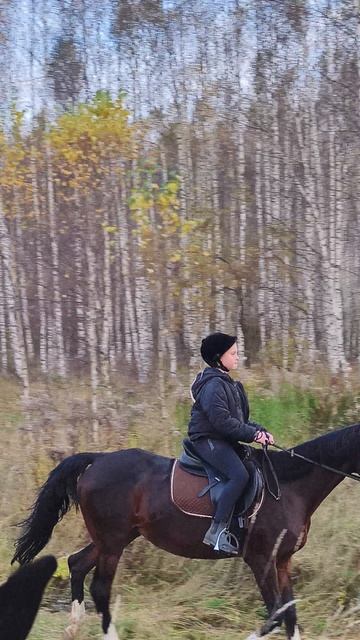 София и Флейта, рысь в лесу.