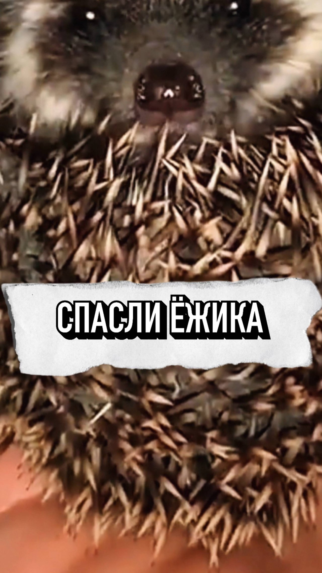 Неравнодушная Женщина Спасла Ёжика👍 #shorts
