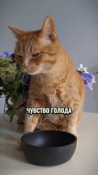 Почему кошка переедает