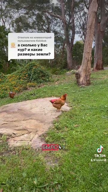Курицы бегают везде