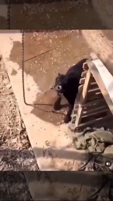 Тёща приехала