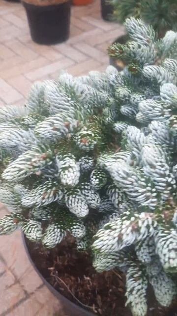 ❤🌲Пихта Айсбрекер корейская
✔Продажа растений в телеграм канале:
Https://t.me/love_is_hvoiny_dvorik