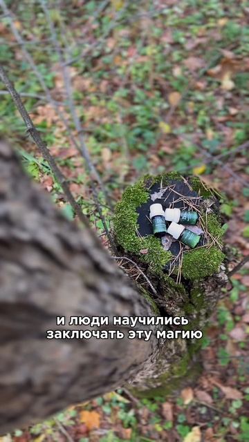 🌲🪾🍂 Как давно вы гуляли по лесу?