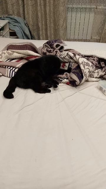 мой котик худеет😘