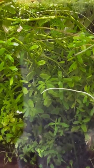 Вот_так_выглядит_цветение_водяных_лилий_(Zephyranthes)_в_аквариуме)