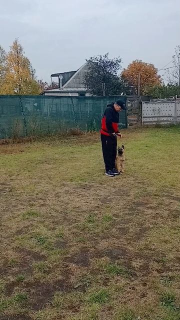 щенок малинуа 4 месяца