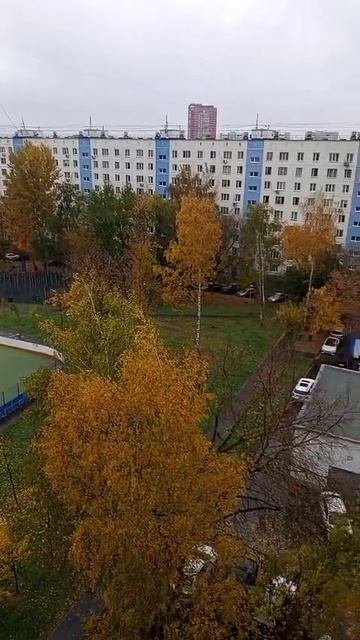 2025-10-10 Золотая осень из моего окна.