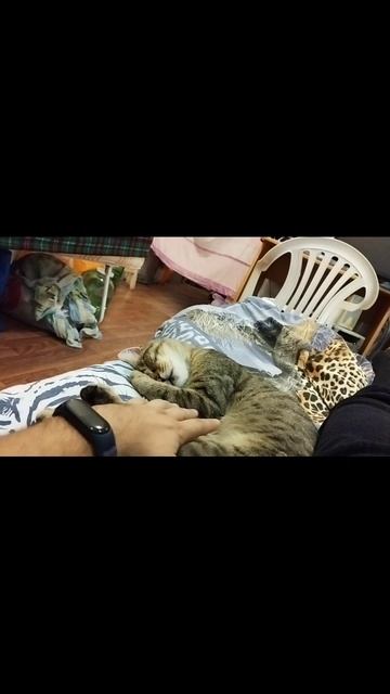 котик сладко спит