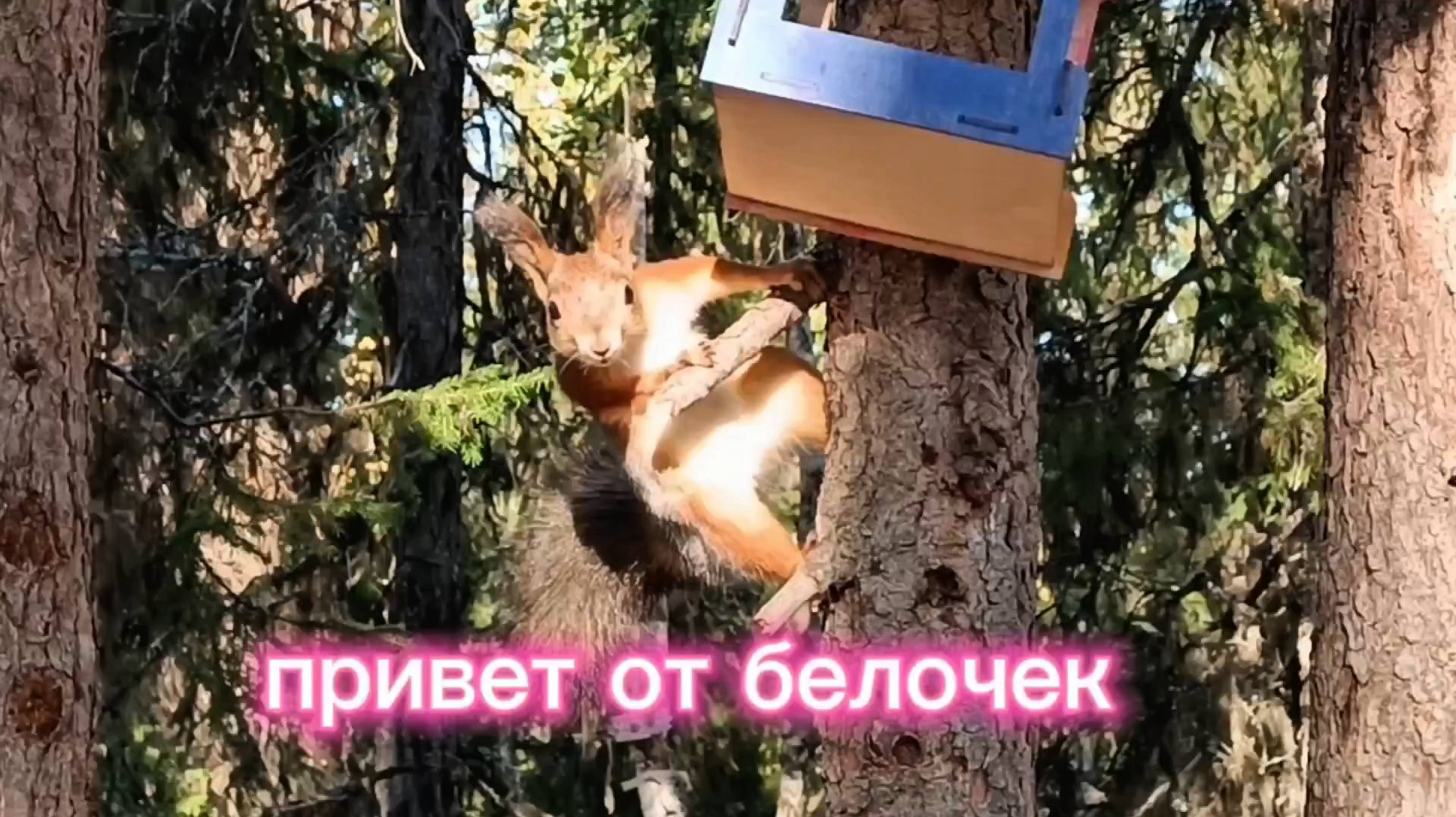 ЗАБАВНЫЕ БЕЛКИ.