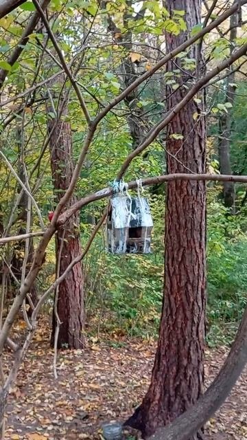 09.10.25. белочка сидит в кормушке, ест сырые семечки и выглядывает из окошка кормушки