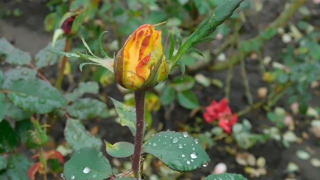 09=10=2025 ник ПВН (77)