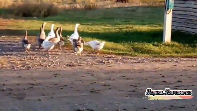 Жили у бабуси два весёлых гуся...