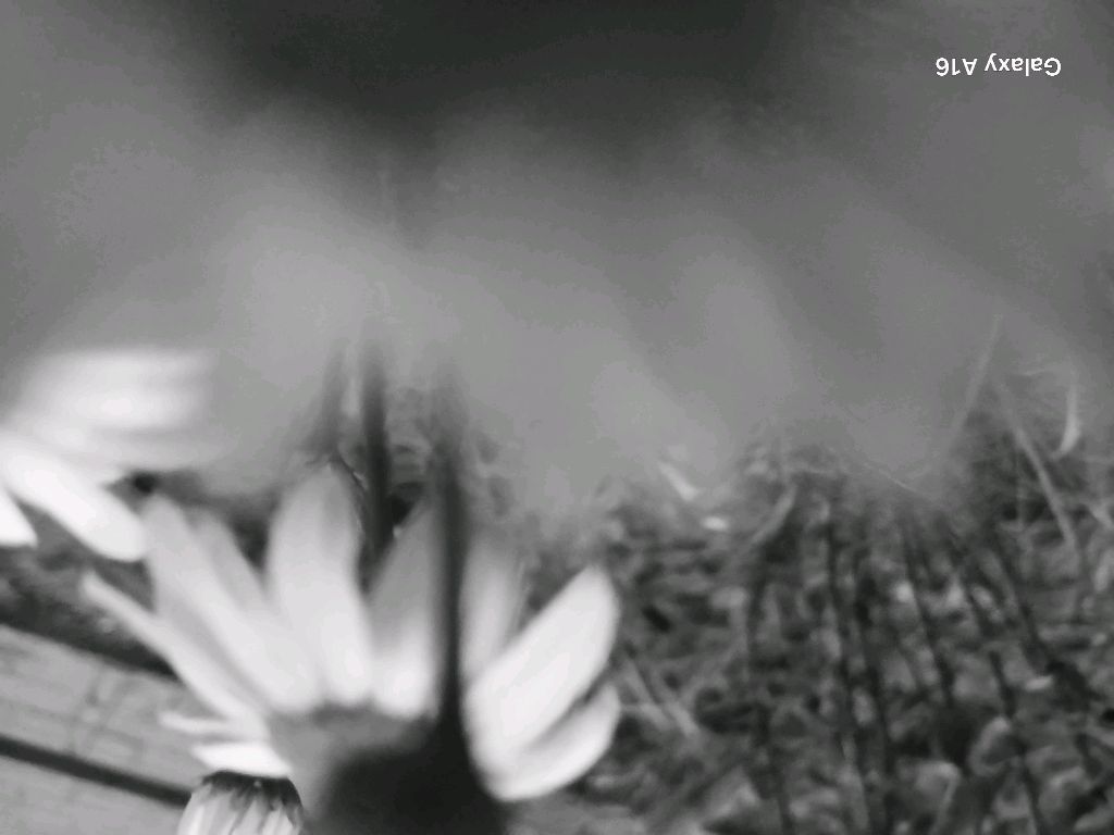 двор
