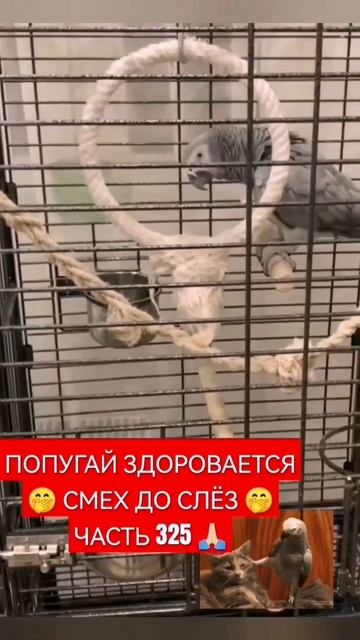 САЛАМ АЛЕЙКУМ 🙃 ГОВОРЯЩИЙ ПОПУГАЙ СМЕХ ДО СЛЁЗ 96 СЕРИЯ 🤣