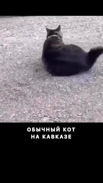 Прыжок-кувырок👍🐱