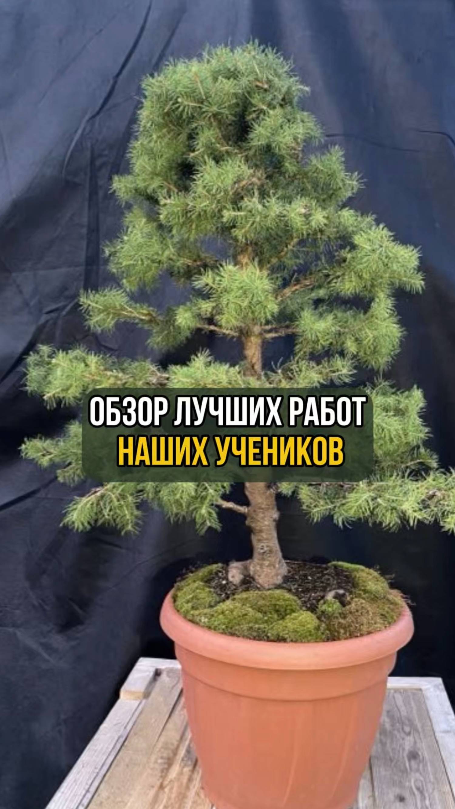 Обзор лучших работ наших учеников