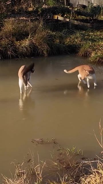 Фигурное КОТание😺😄