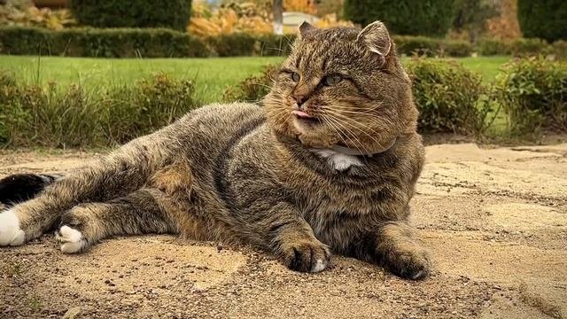 ДНЕВНИК лесного кота БАРСИКА: «Просто доброе утро!» - 10 октября 2025 года