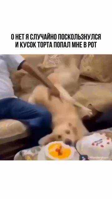 Смешные видео, юмор