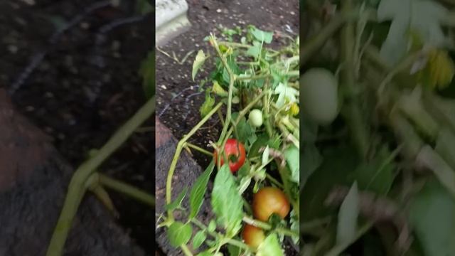 Не выдержала наша конструкция 🤣 Собрала урожай 🍅🥒