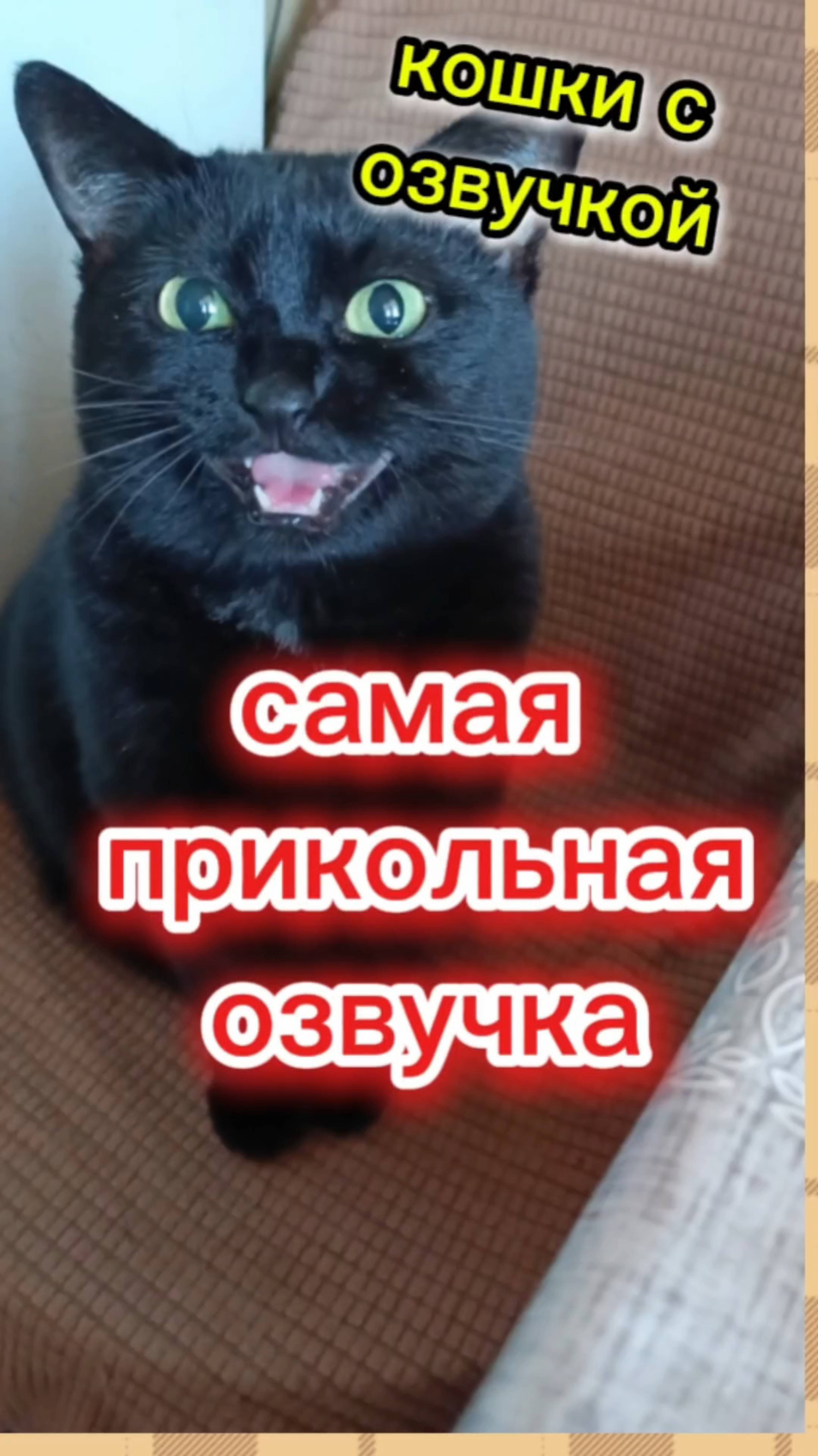 Кошки с озвучкой.