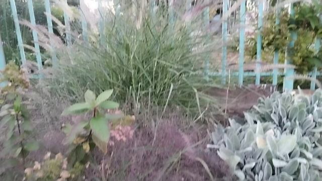 Полевичка
