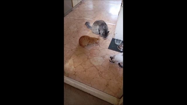 Коты