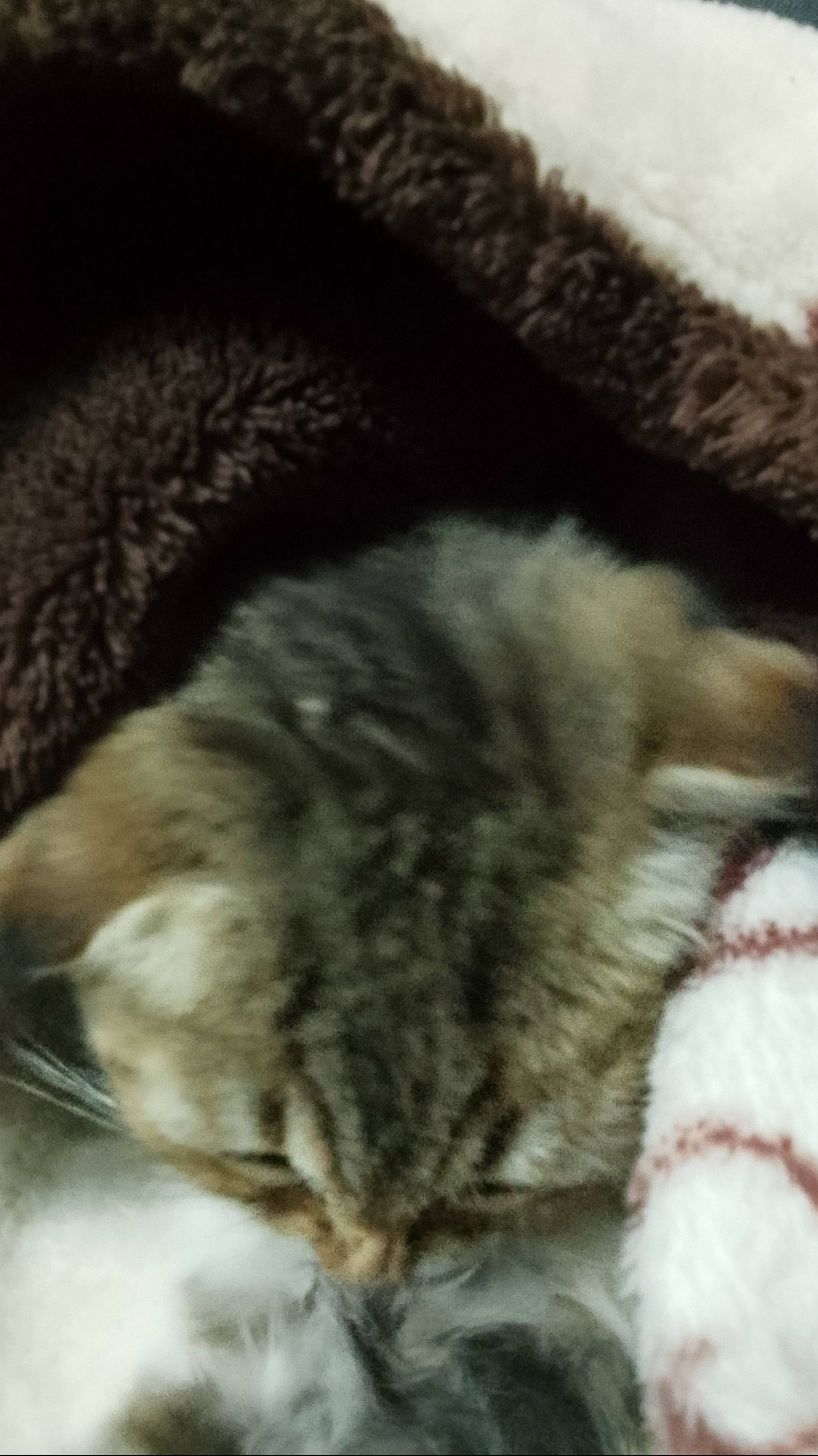Эдит Кошечки
