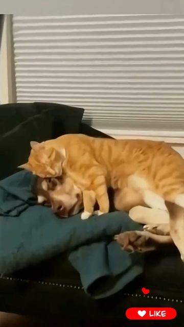 МурМур и ГавГав 😼🐶🫶🤣🤯