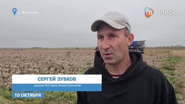 В Клину предприятие "Дока-Генные Технологии" проводит уборку картофеля