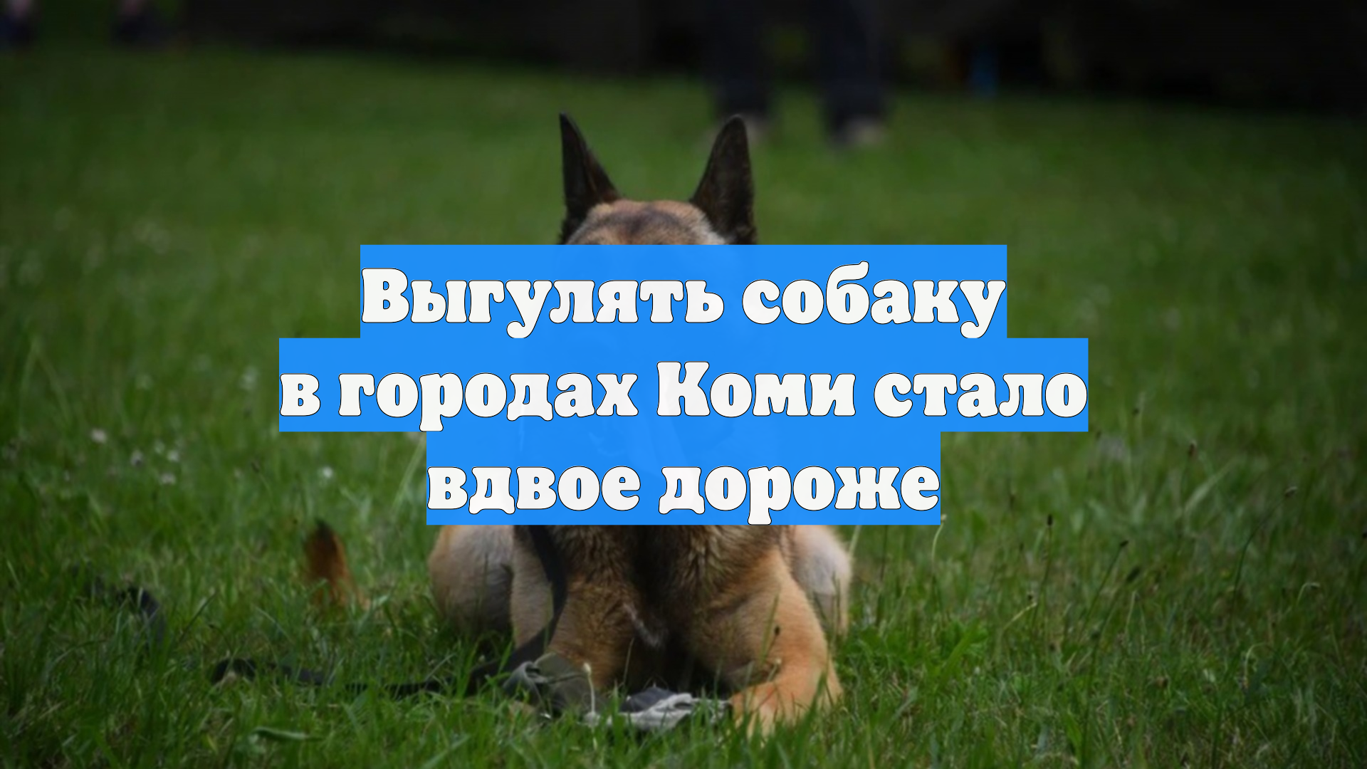 Выгулять собаку в городах Коми стало вдвое дороже
