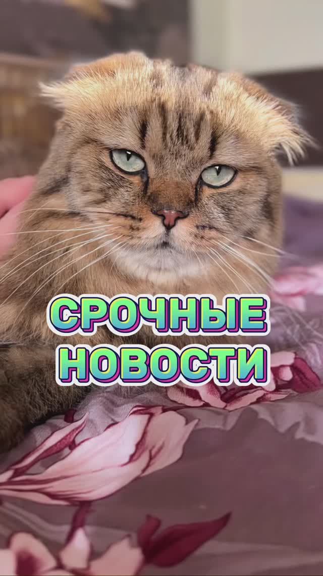 Срочные новости! 😸 #котики #юмор #смешныекоты