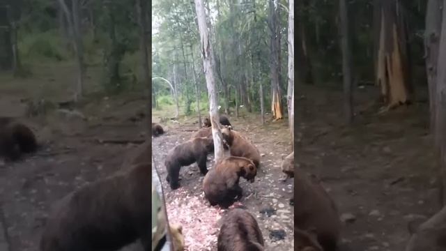 мишки на Сахалине