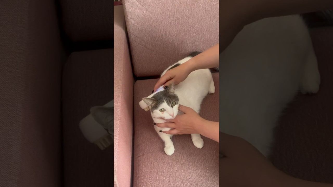 Котик энд спа #shots #cat #spa