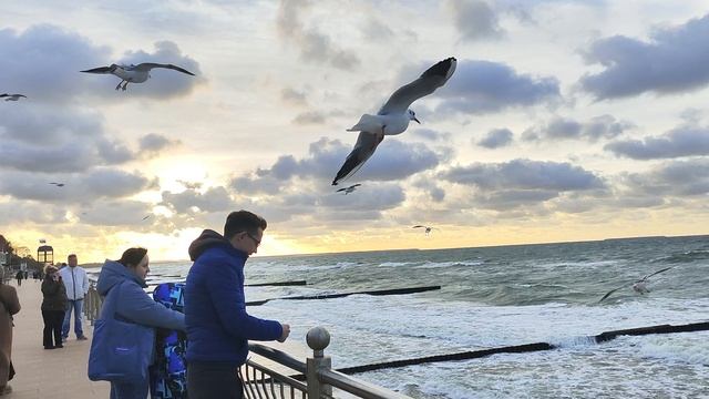 Море, ветер, чайки Зеленоградск