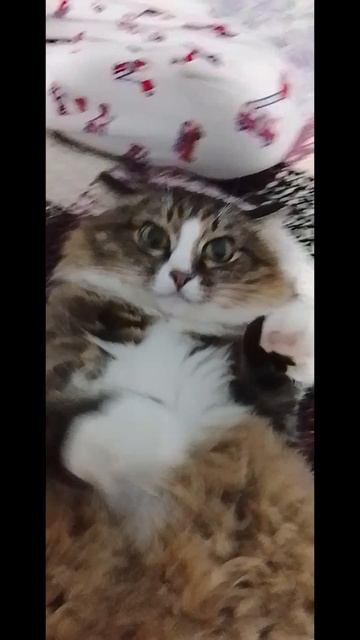 озвучка акрамела😎 напиши в комментариях своё любимое время года 🐱