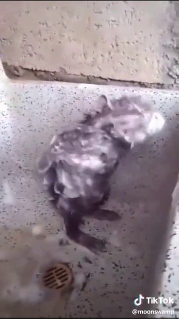 Протопи ты мне баньку по белому