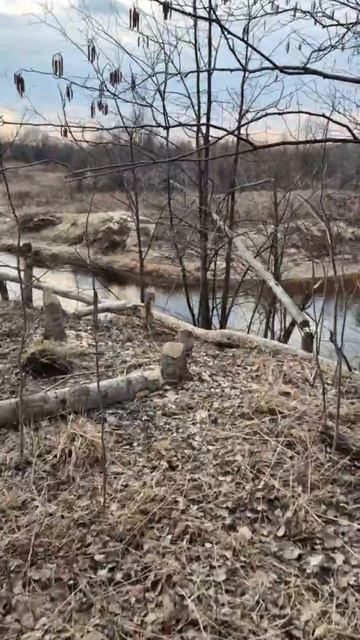 Бобры заготовили дрова
