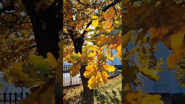 Художник рисует питерскую осень