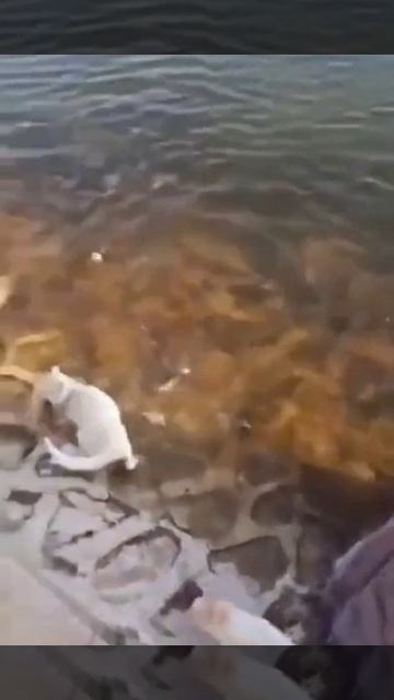 Рыбаки,_которые_не_любят_воду,_но_любят_рыбу