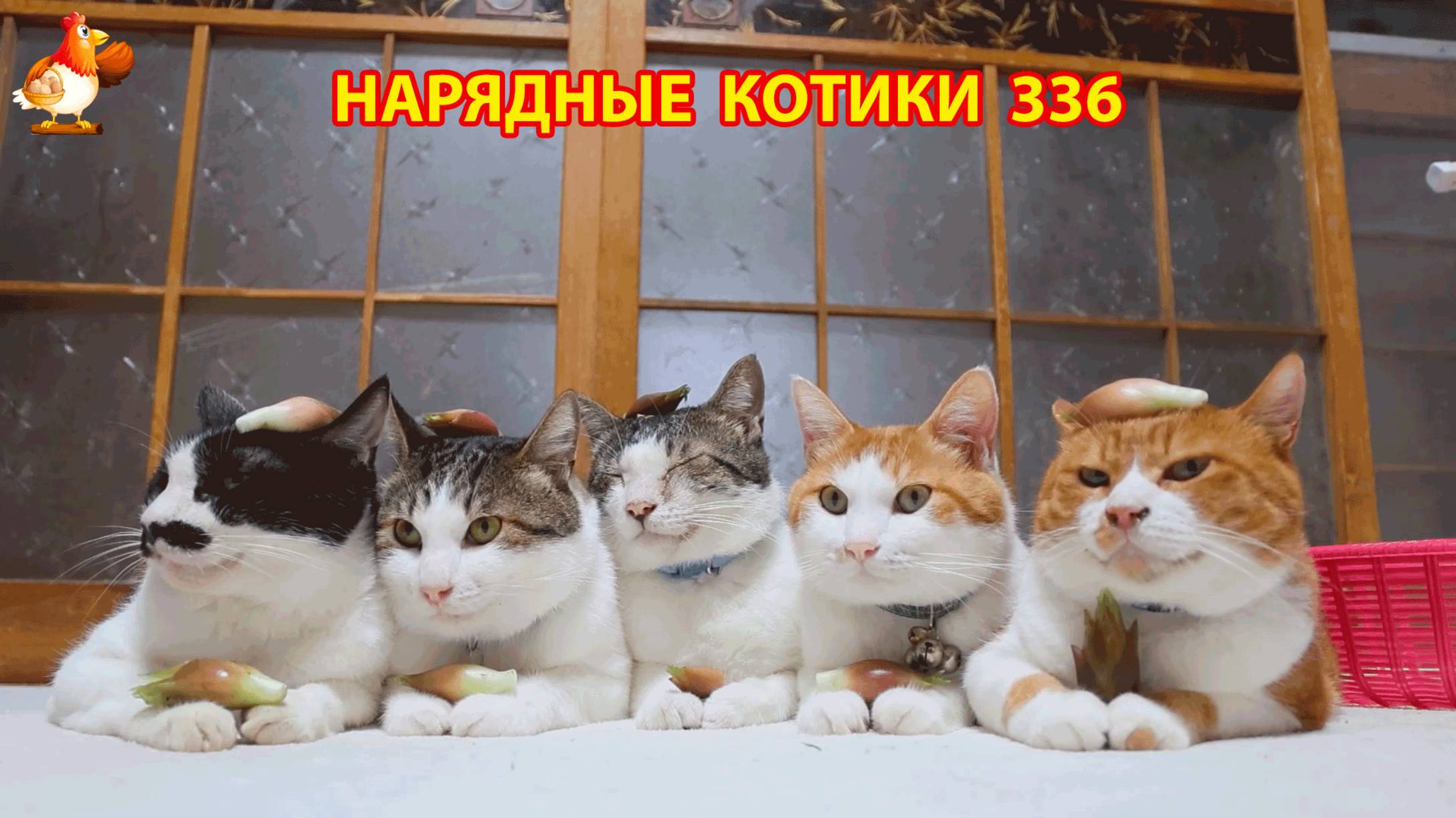 Нарядные Котики расслабляются на солнышке 🌞 🐈🐈🐈 (336)